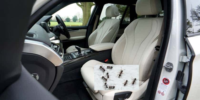 6 easy steps to get rid of ants in the car
