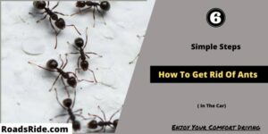 How To Get Rid Of Ants In The Car by roadsride